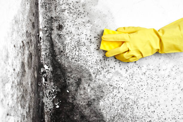 Best Commercial Mold Remediation in Mshall, AR