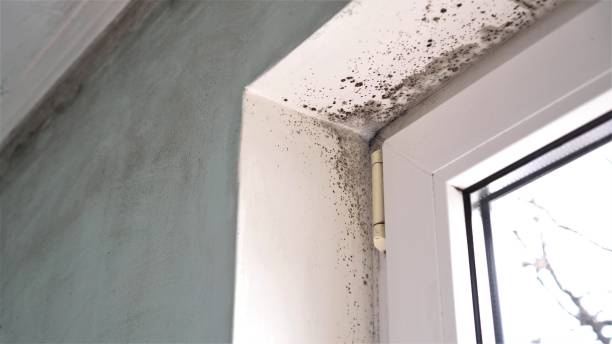 Best Residential Mold Remediation in Mshall, AR