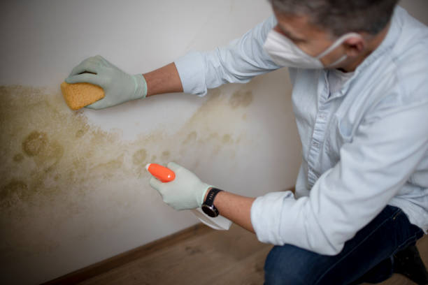 Trusted Marshall, AR Mold Remediation Experts