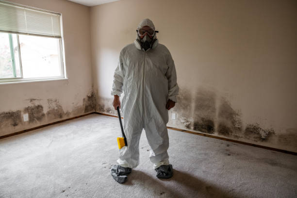 Best Post-Remediation Services in Mshall, AR