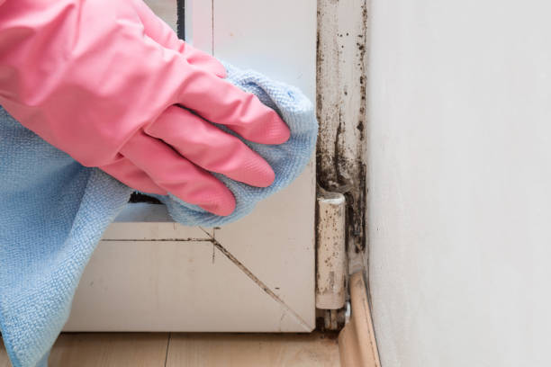 Best DIY Mold Remediation Support Services in Mshall, AR